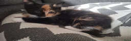 Mixed Breed cats for sale: 3 little boys and 1 girl  - Advert 8