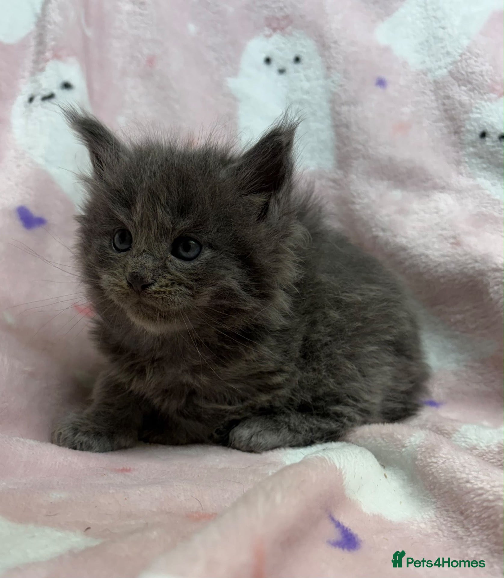 Maine Coon cats  OLISTARS KITTENS AVAILABLE TO RESERVE  - Advert 1