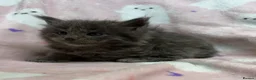 Maine Coon cats for sale:  OLISTARS KITTENS AVAILABLE TO RESERVE  - Advert 3