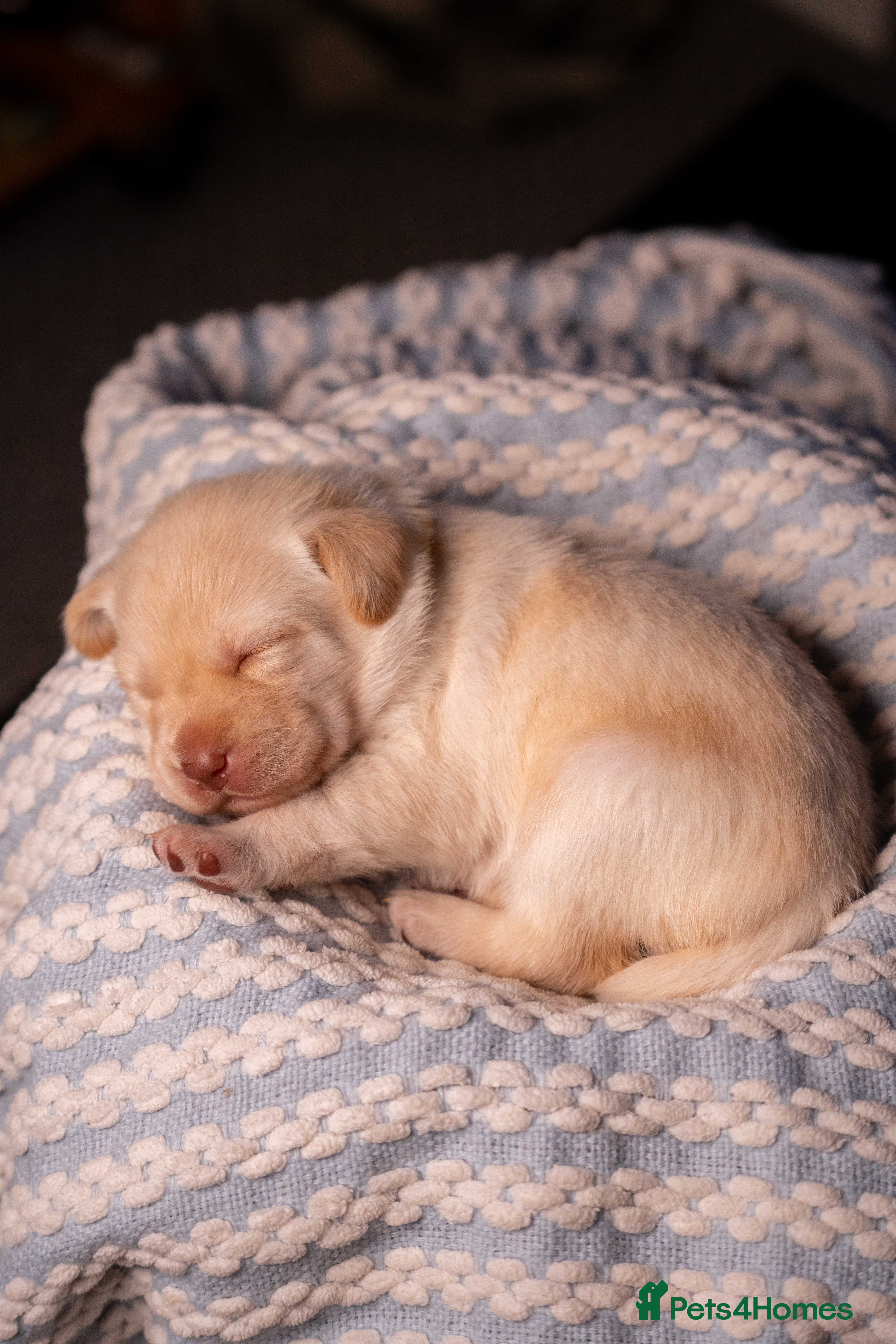 Labrador Retriever dogs Adorable Labs puppies - healthy and family raised. - Advert 2