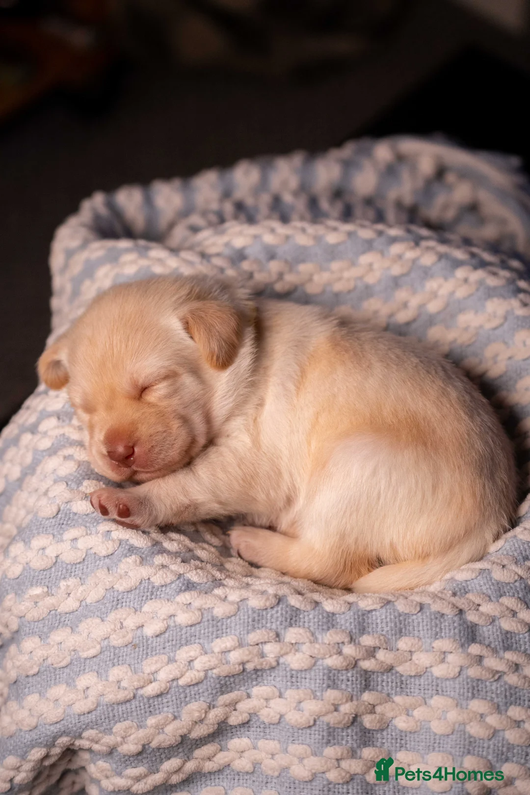 Labrador Retriever dogs for sale: Adorable Labs puppies - healthy and family raised. - Advert 2