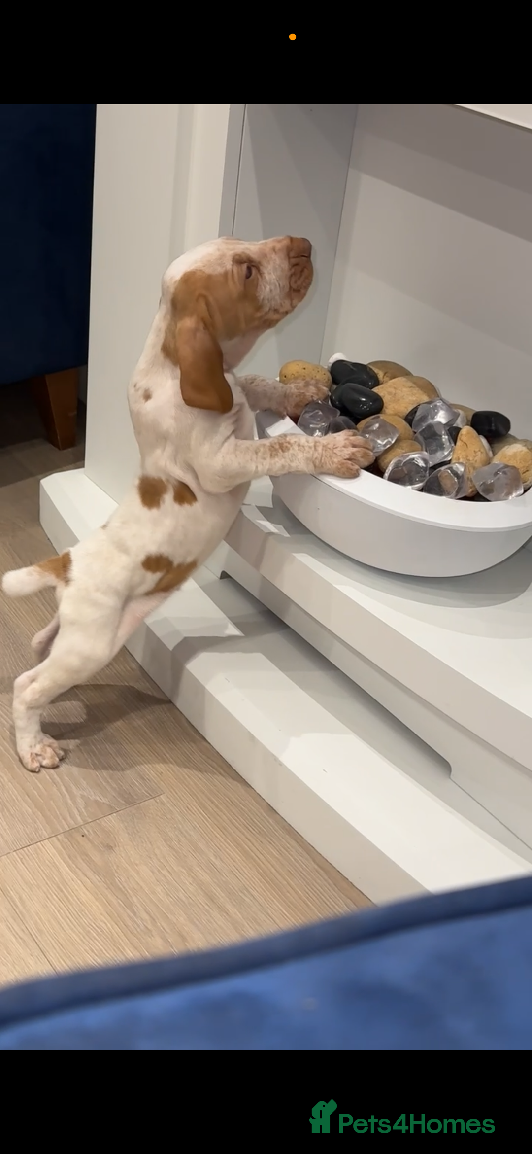 Bracco Italiano dogs for sale: KC TOP QUALITY BRACCO PUP AVAILABLE  - Advert 14