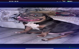 American Bully dogs for sale: American pocket bully female  - Image 10