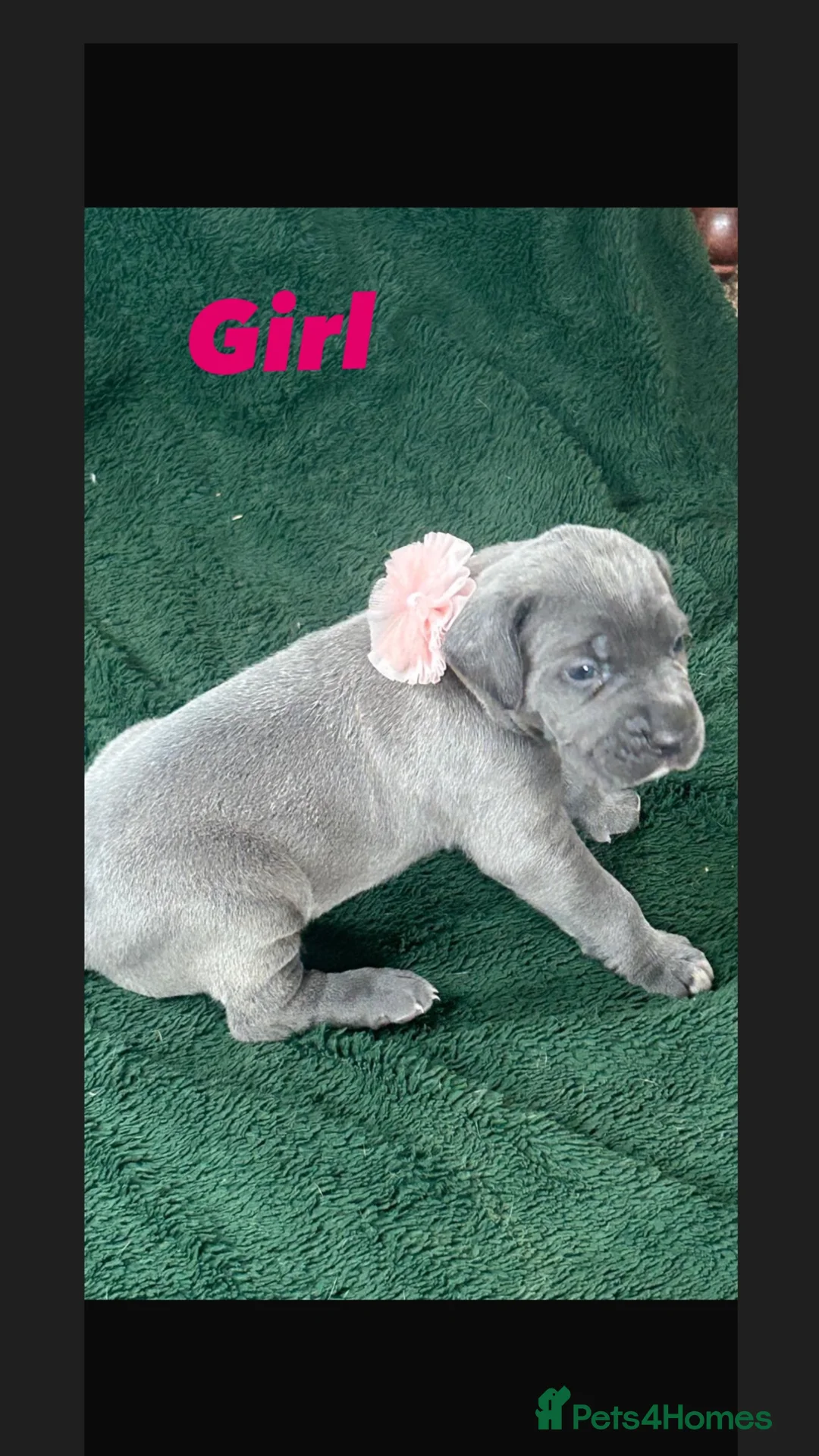 Cane Corso dogs for sale: RARE COLOUR CANE CORSOS - Advert 9