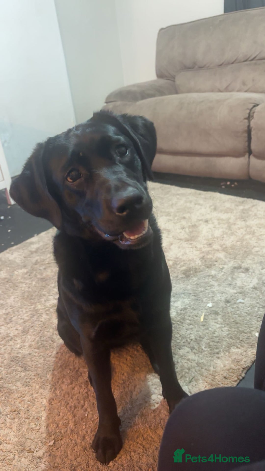 Labrador Retriever dogs for sale: 9 month old female Labrador  - Advert 2