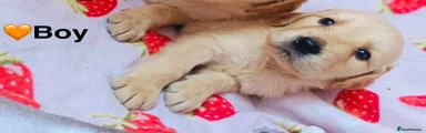 Labrador Retriever 4