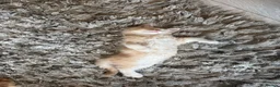 Maine Coon cats for sale: Beautiful female cream-smoke maine coon  - Advert 4