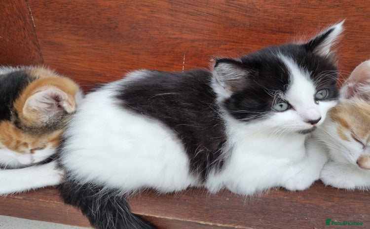 Mixed Breed cats - Advert 1