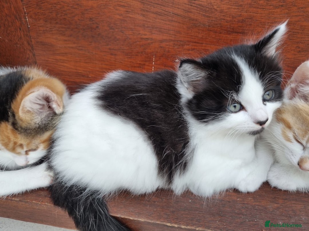 Mixed Breed cats for sale: Cute kittens  - Image 1