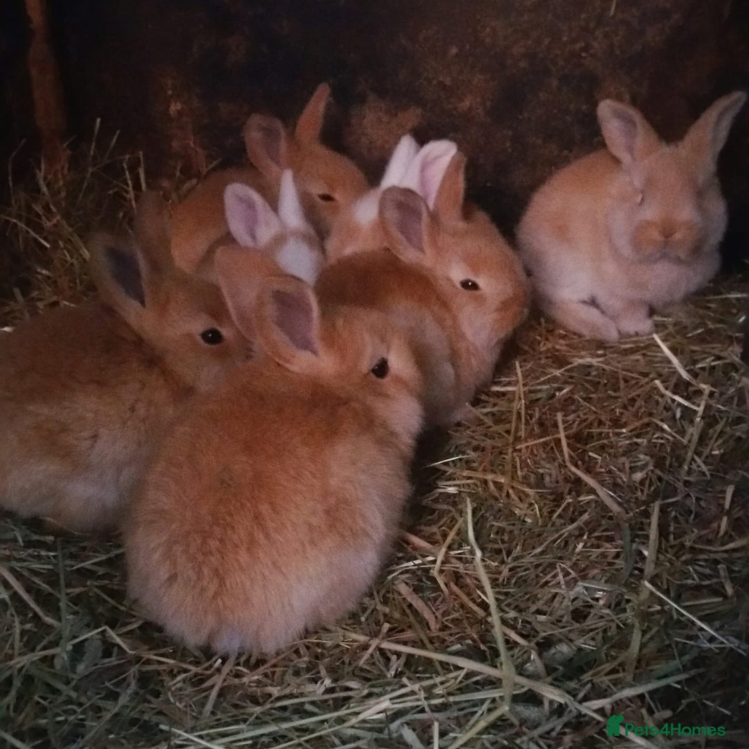 Continental Giant rabbits for sale: Pure Continental Giants  VACCINATED 3 in 1 Reserve - Advert 4