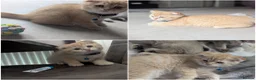 Scottish Fold cats for sale: Scottish fold/straight  - Advert 10
