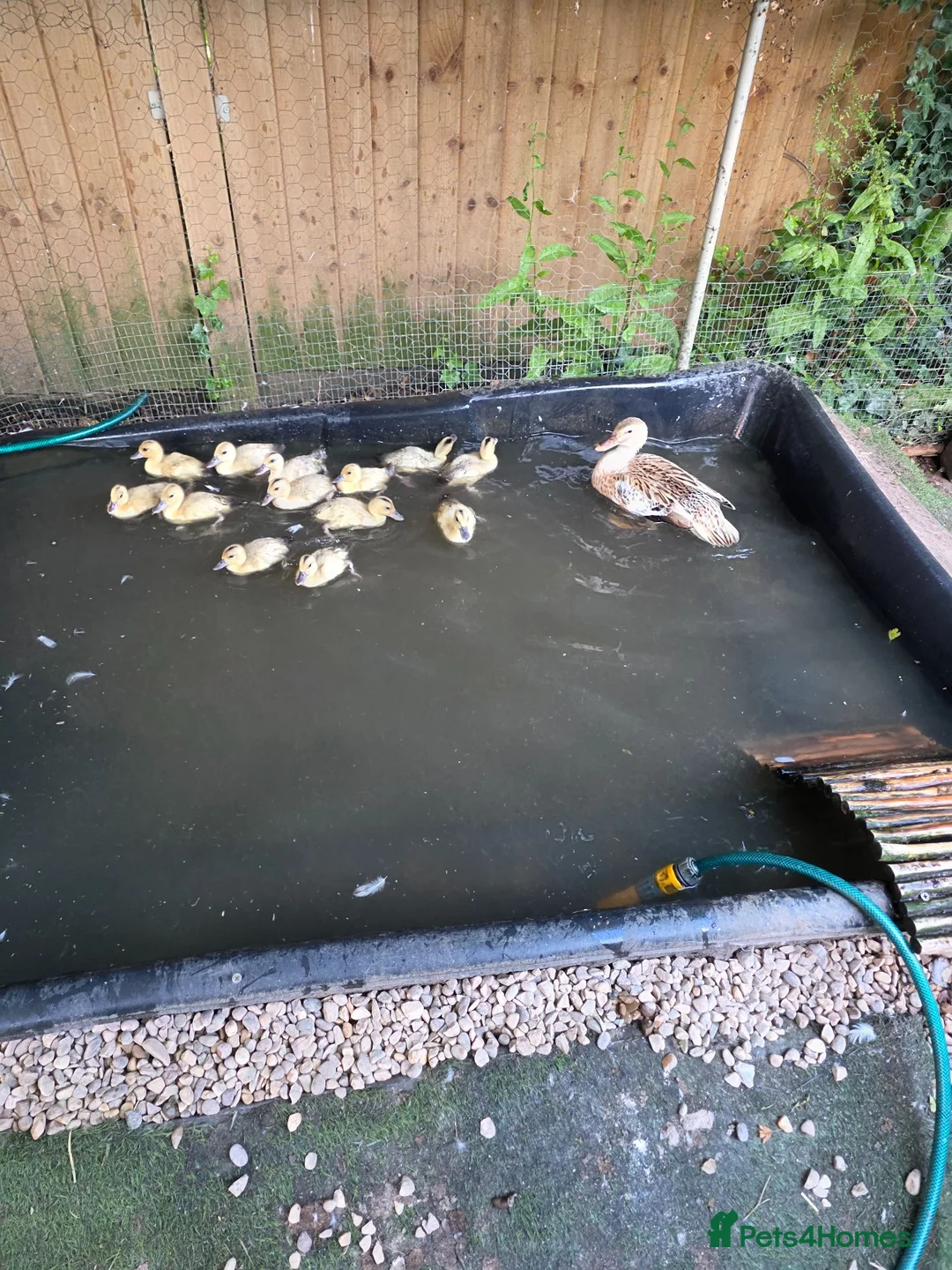 Ducks poultry for sale: Miniature Silver Appleyard ducklings ready August - Advert 2