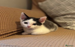 Mixed Breed cats for sale: Adorable mixed breed kittens in Kent! - Image 14