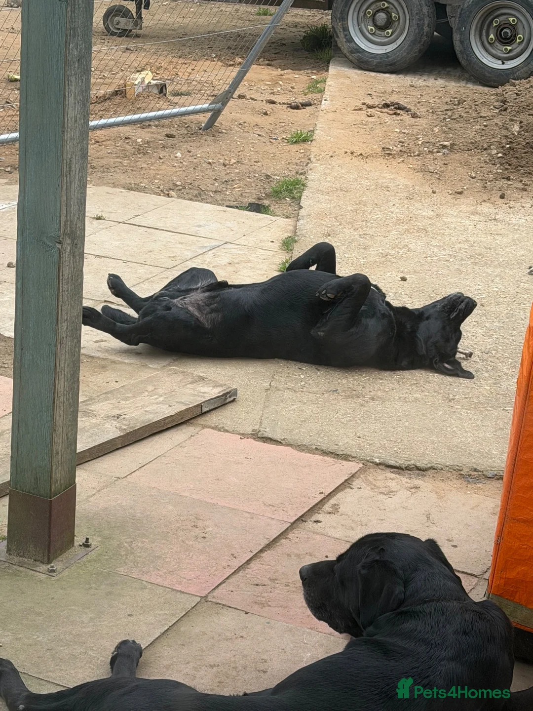 Labrador Retriever dogs for sale: 6 year old Black Labrador  in Ipswich - Advert 4
