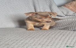 Jack Russell dogs for sale: Miniature jack Russell's only 3 available now - Image 24