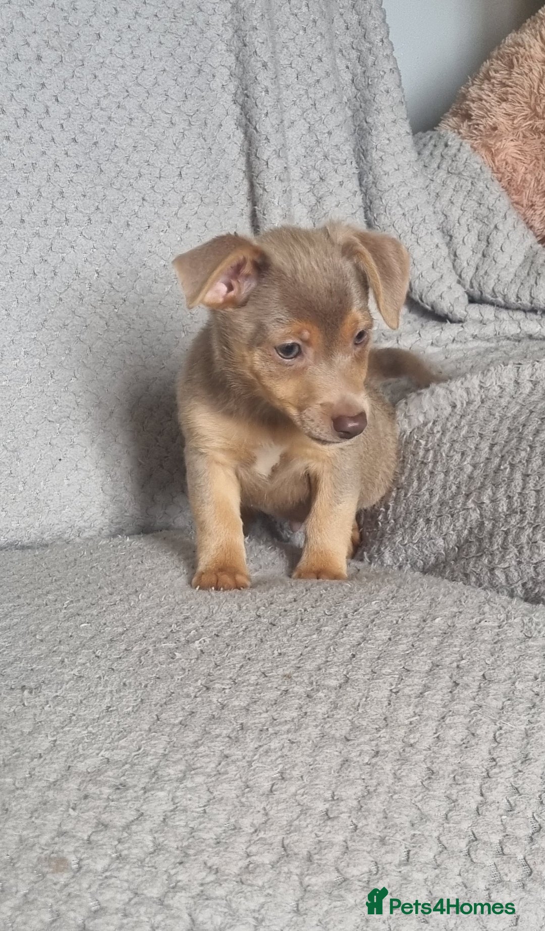 Jack Russell dogs for sale: Miniature jack Russell's only 3 available now - Image 24
