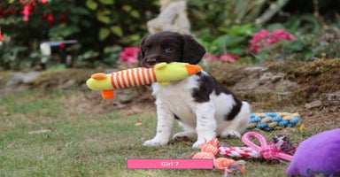English Springer Spaniel dogs - Advert 3