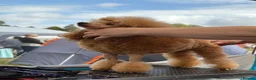 Toy Poodle dogs for stud: Toy Poodle Stud Dog - Advert 4