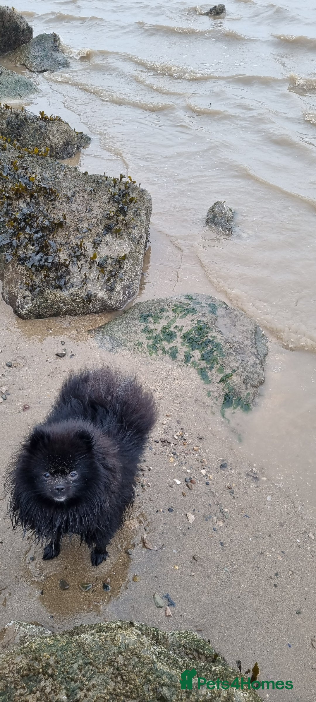 Pomeranian dogs for sale: 2 pomeranian bitches for sale - Image 17