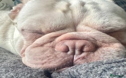 French Bulldog dogs for sale: two-year-old Platinum Lilac Frenchie - Advert 3