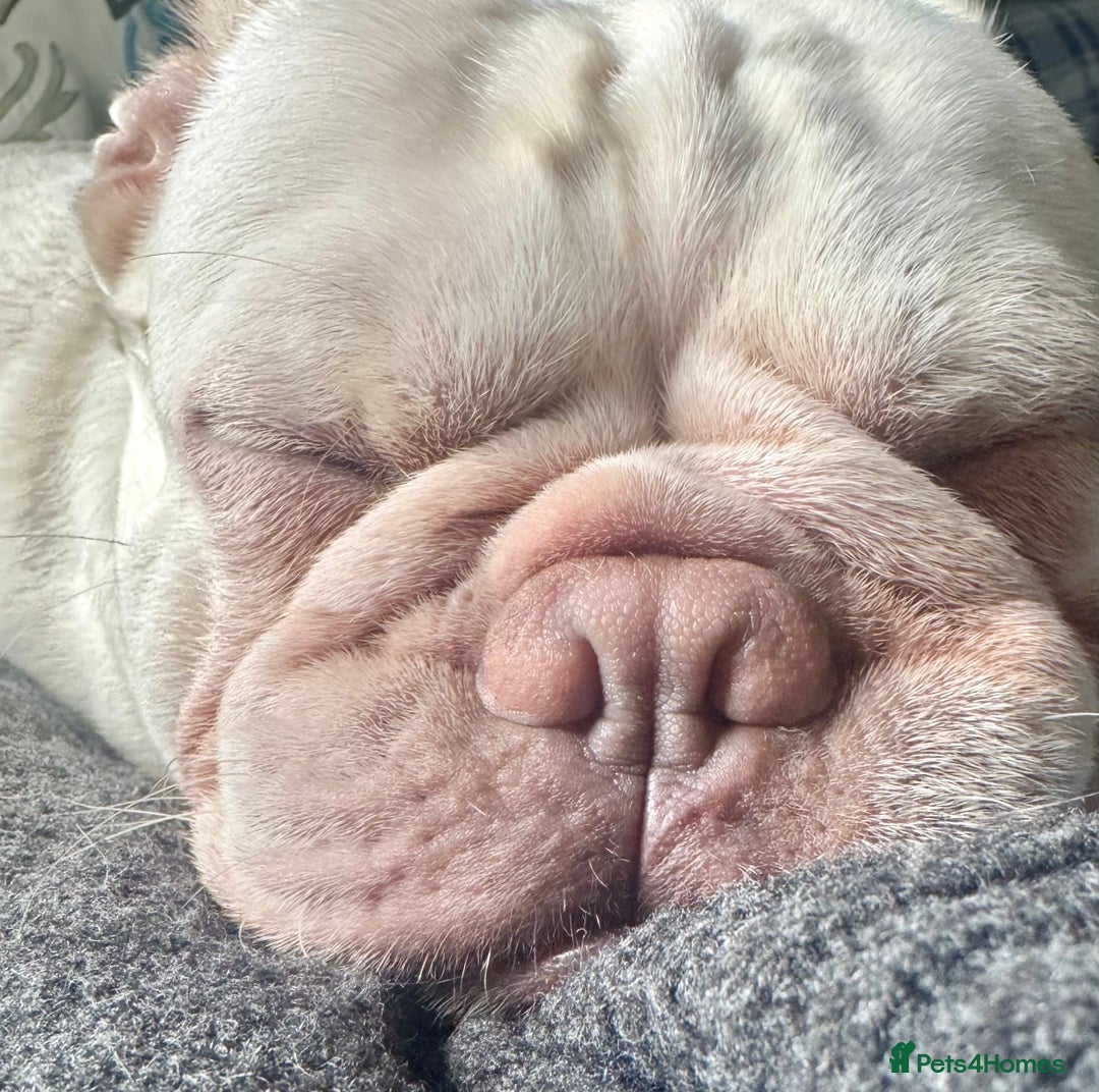 French Bulldog dogs for sale: two-year-old Platinum Lilac Frenchie - Advert 3