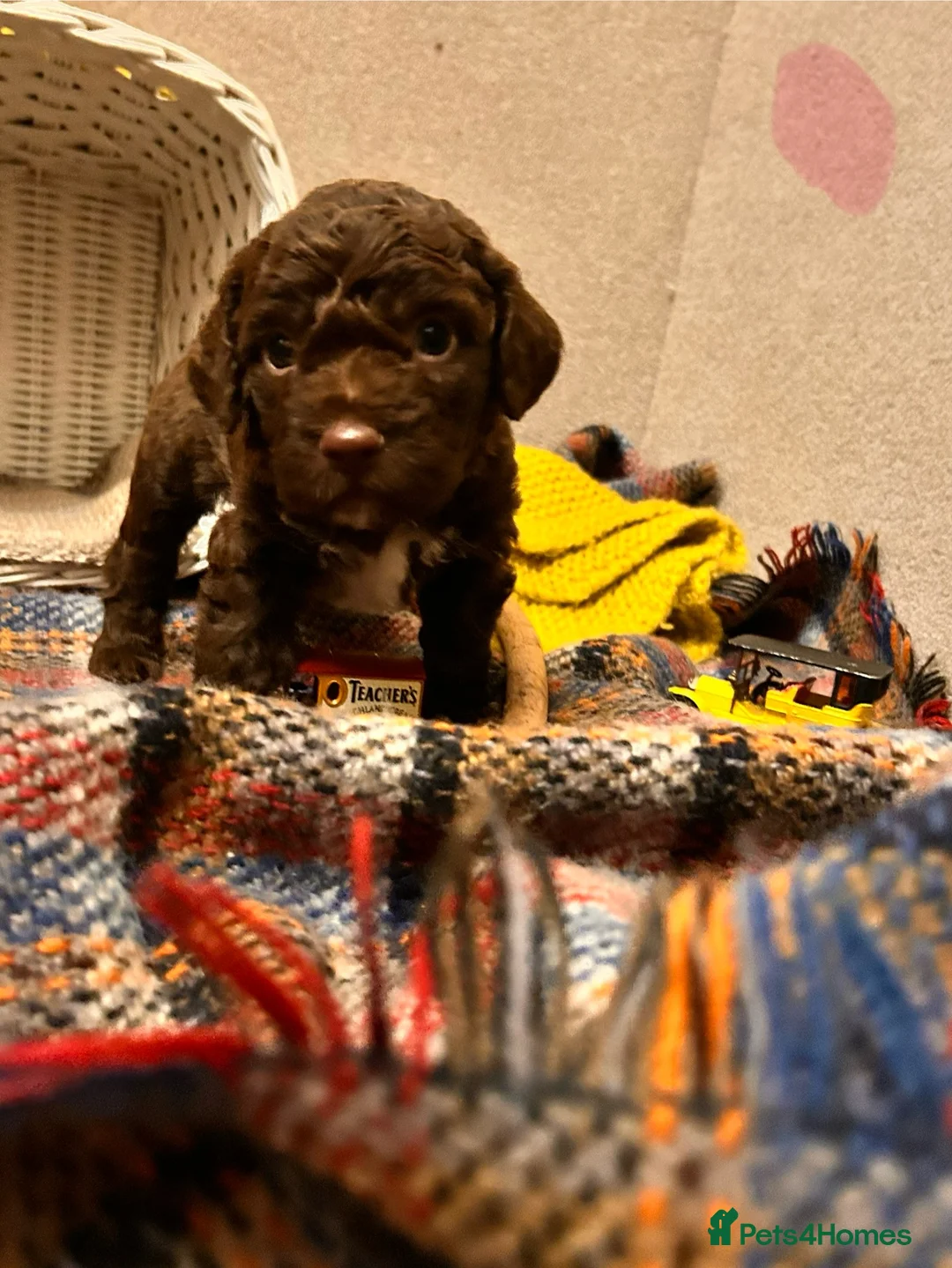 Lagotto Romagnolo dogs for sale: Spring Lagotto Romagnolo puppies - Advert 10