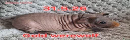 Guinea Pig rodents for sale: Skinny pig sows - Advert 8