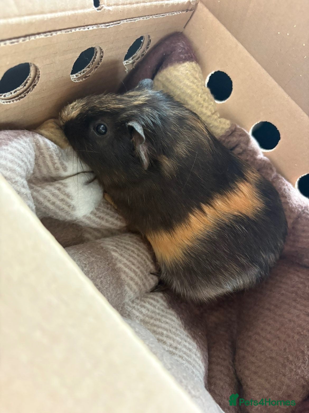 Guinea Pig rodents Guinea pig -male - Advert 2