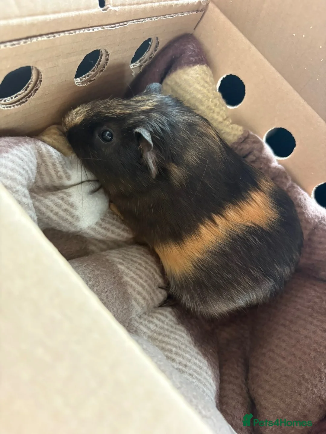 Guinea Pig rodents for sale: Guinea pig -male in Exeter - Advert 1