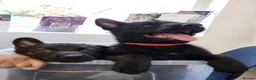 Belgian Shepherd Dog dogs for sale: Belgium Malinois × Czech Shepherd Puppies - Advert 3