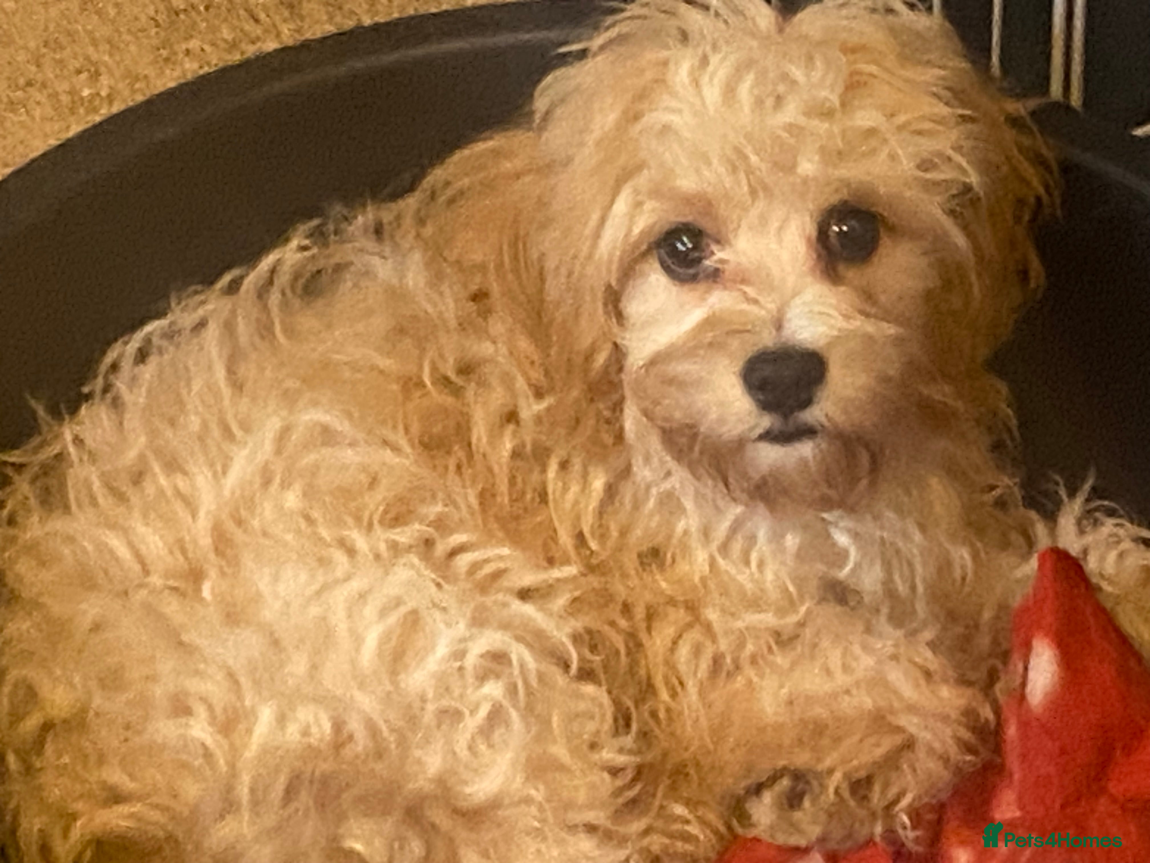 Cavapoo dogs Top quality DNA clear Inc BVA Eyes/Heart  - Advert 17