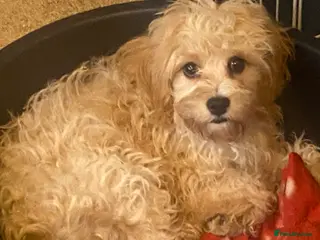 Cavapoo dogs Top quality DNA clear Inc BVA Eyes/Heart - Advert 17