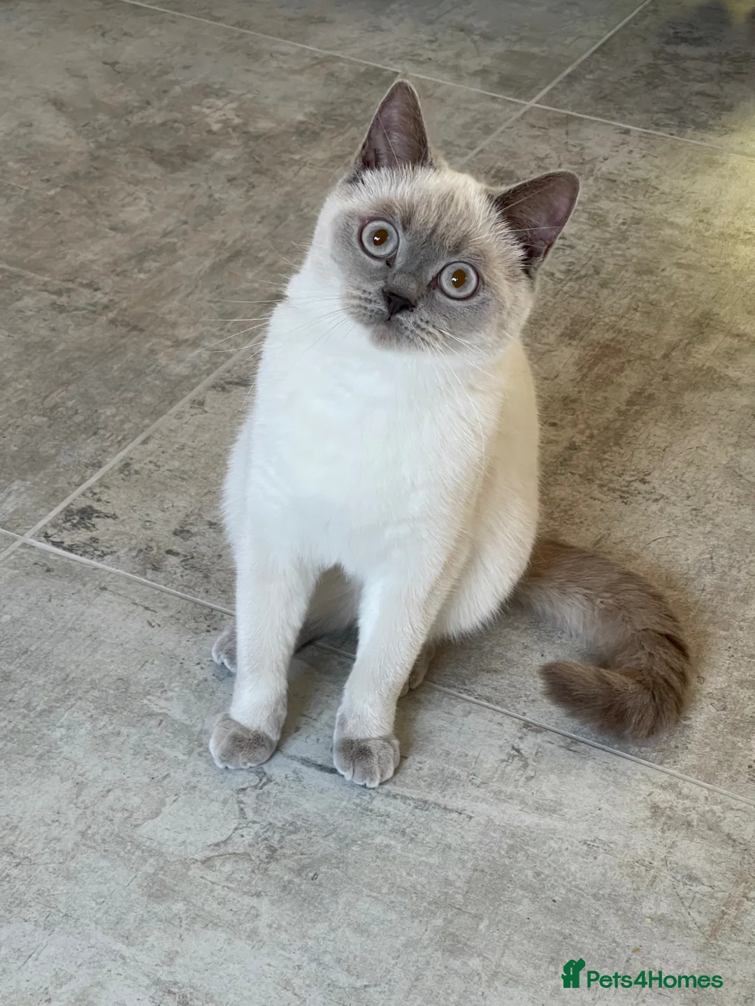 British Shorthair cats for sale: GCCF ACTIVE LILAC COLOURPOINT FEMALE  - Advert 2
