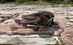 English Bulldog dogs for sale: Rehomimg due to break up - Image 3