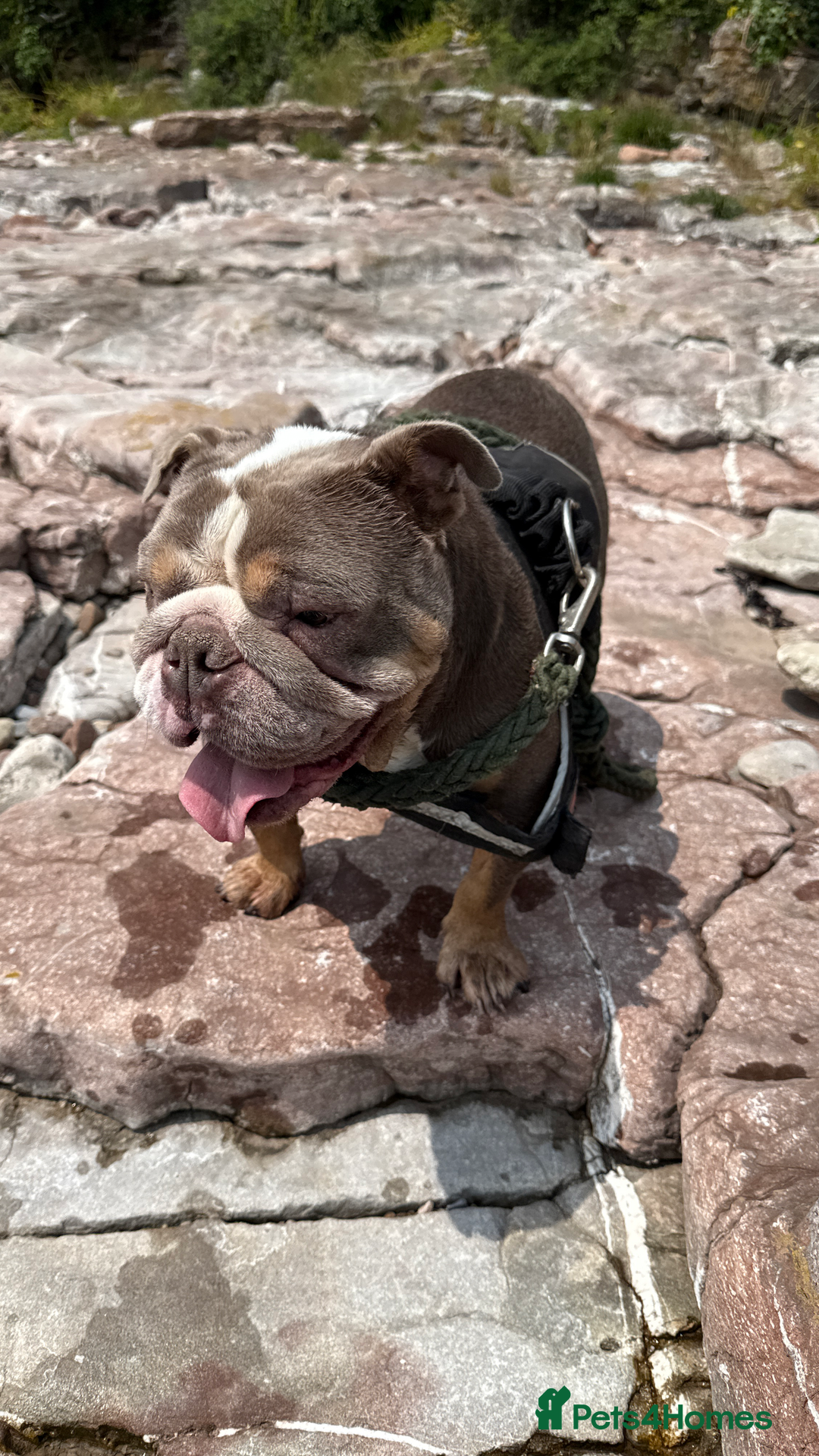 English Bulldog dogs for sale: Rehomimg due to break up - Image 3
