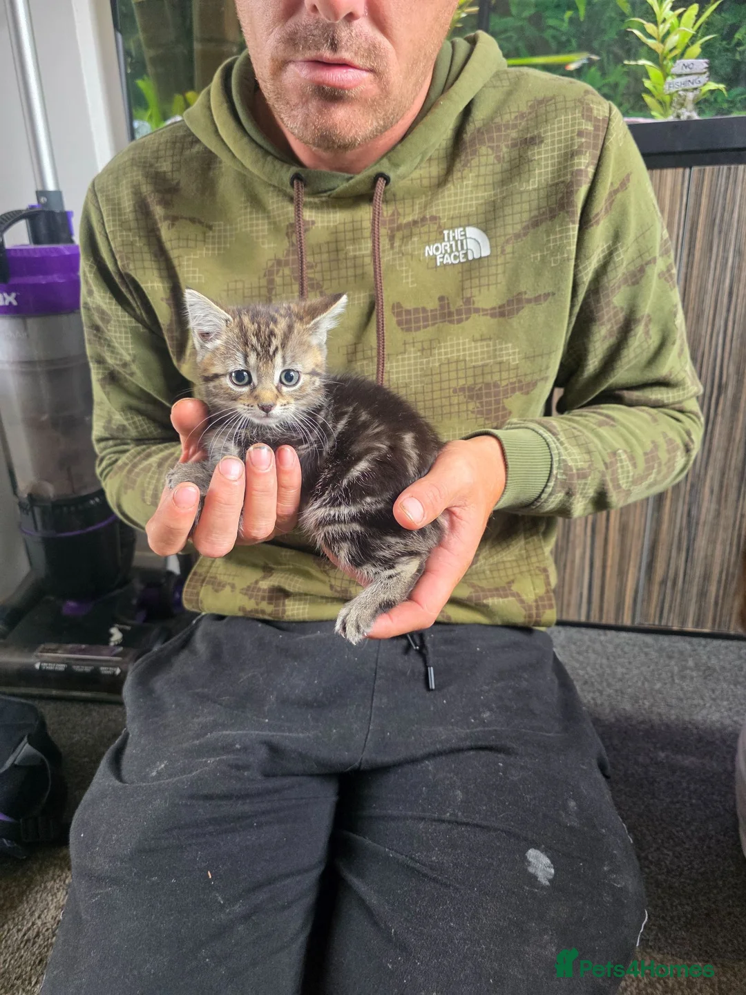 Mixed Breed cats for sale: Kittens  - Advert 1