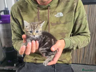 Mixed Breed cats Kittens - Advert 1