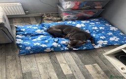 Staffordshire Bull Terrier dogs for sale: Blue  - Image 1