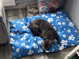 Staffordshire Bull Terrier dogs Blue - Advert 1