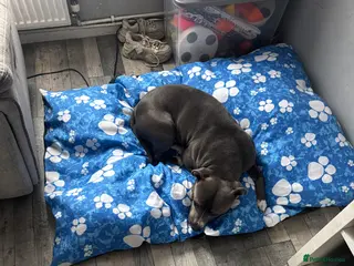 Staffordshire Bull Terrier dogs Blue - Advert 14