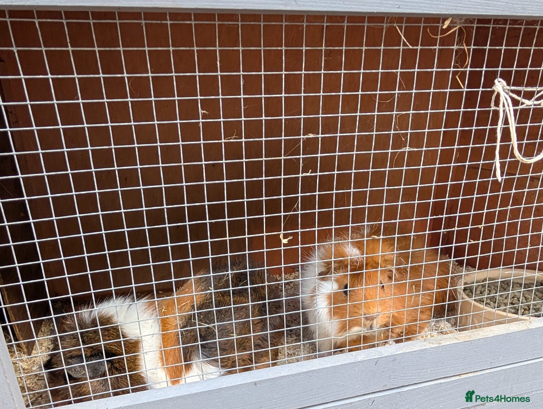 Guinea Pig rodents for sale: Two boars and hutch - Image 2
