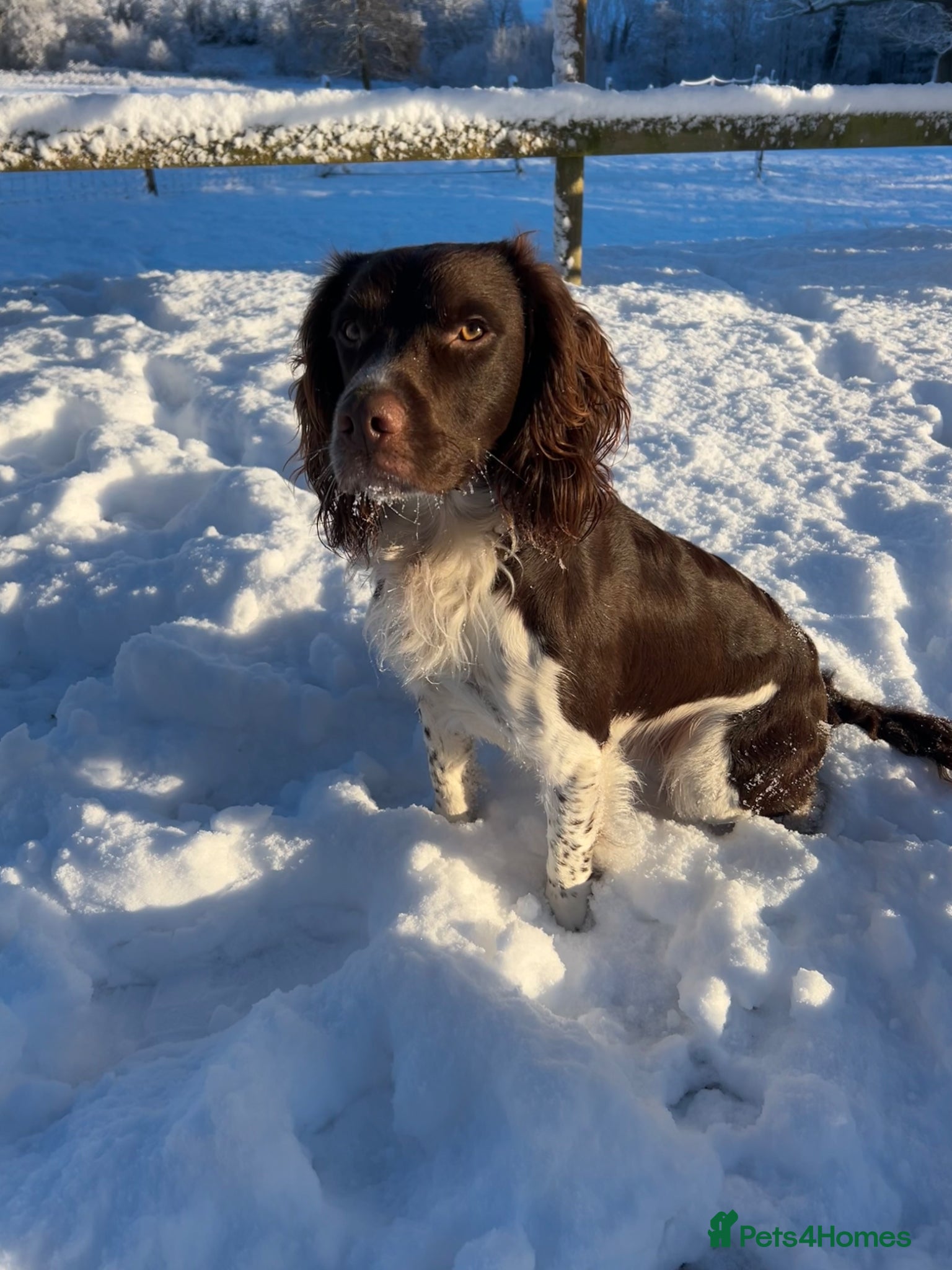 English Springer Spaniel dogs Heavily marked working ESS For Stud - Advert 1