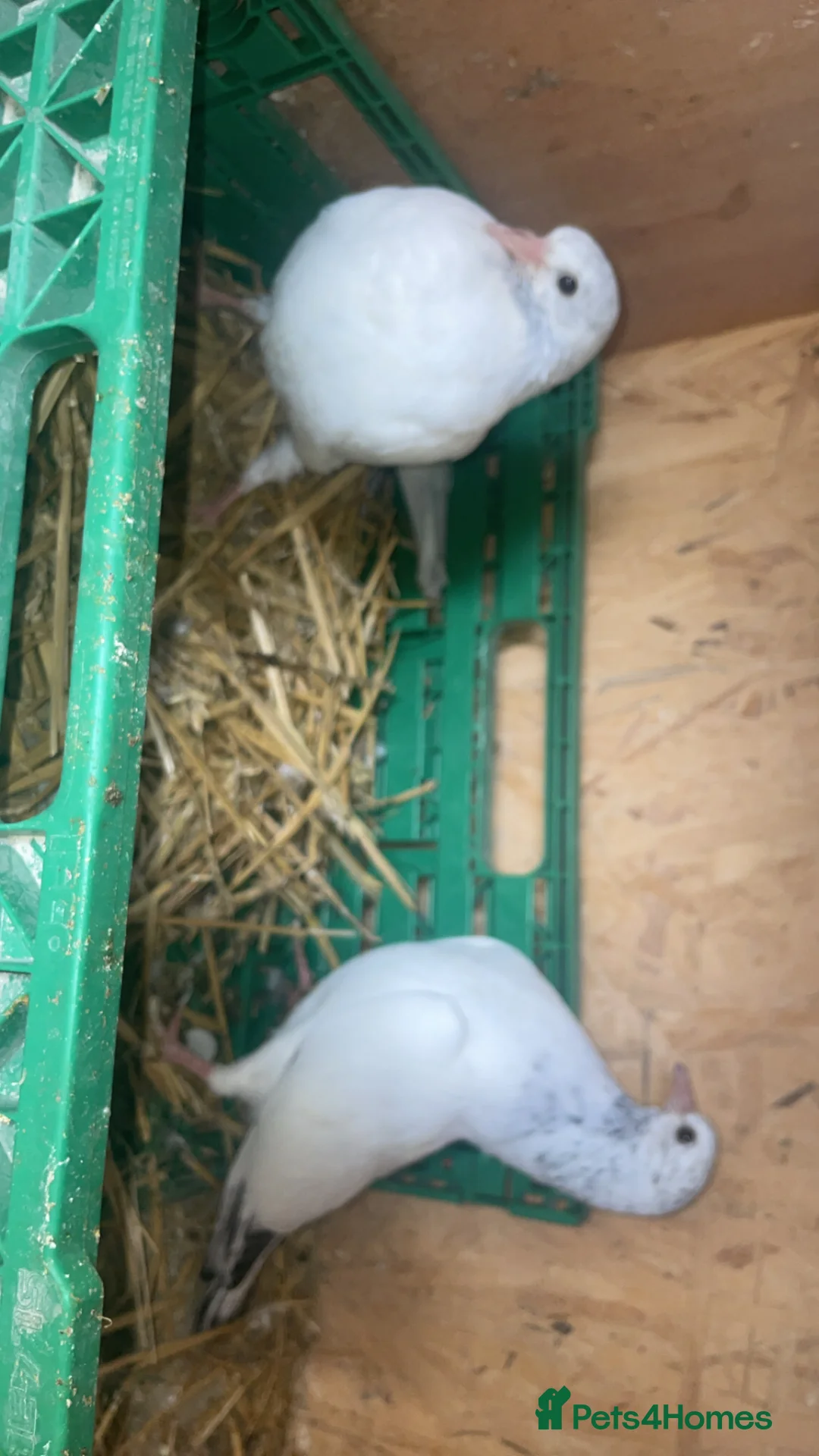 Pigeons birds for sale: Young Pakistani high flyer pigeons for sale in Dewsbury - Advert 2