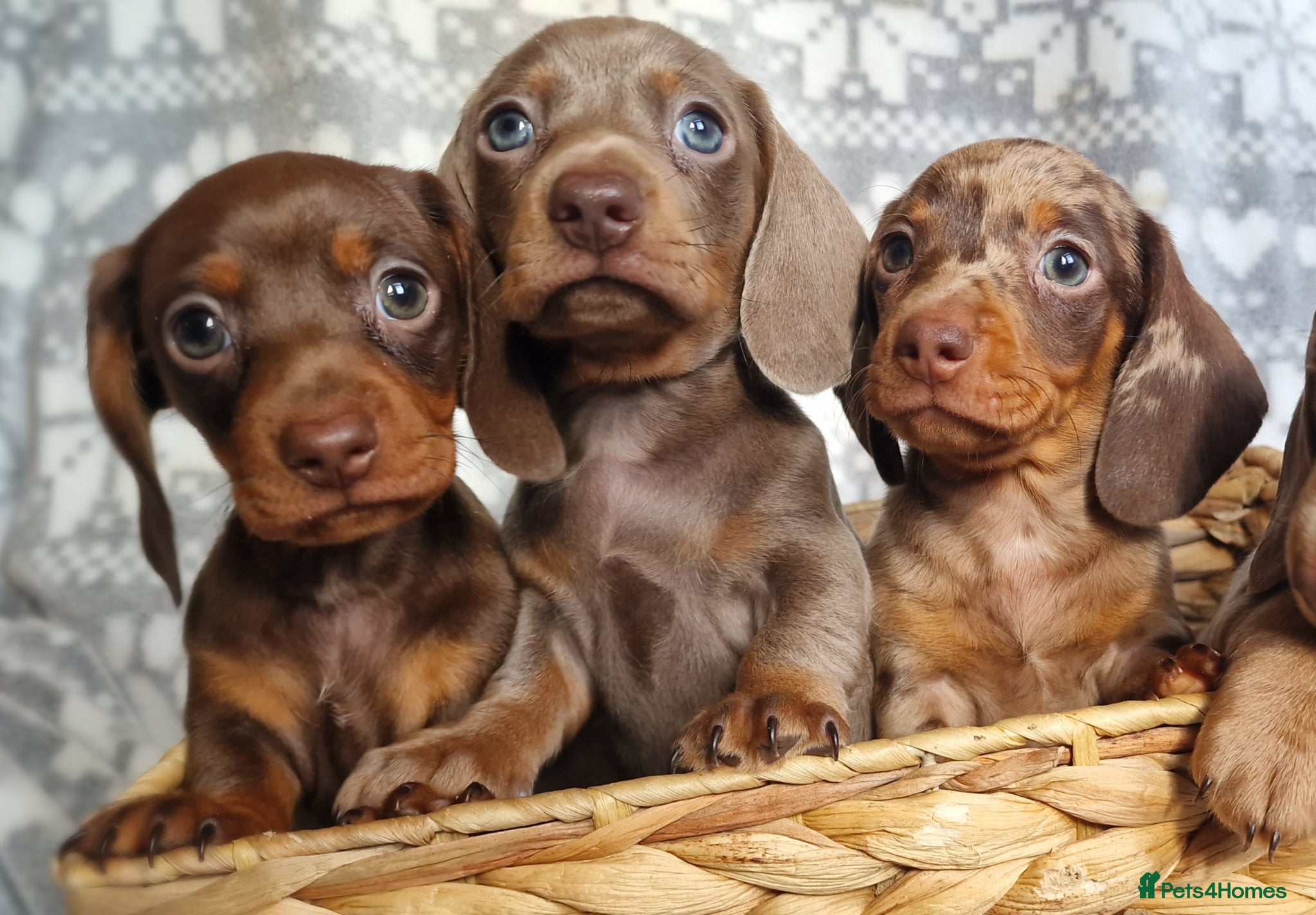 Miniature Dachshund dogs ❤️Beautiful daschunds babys❤️ - Advert 2