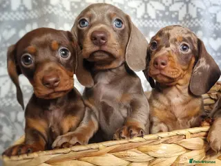 Miniature Dachshund dogs ❤️Beautiful daschunds babys❤️ - Advert 2