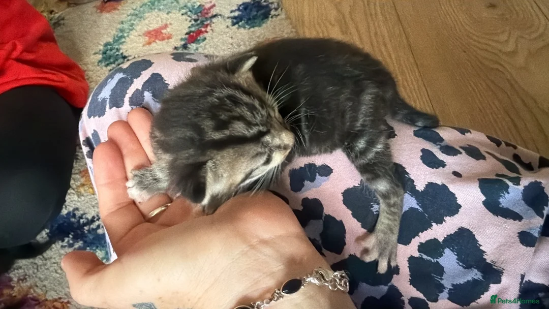 Mixed Breed cats for sale: 2 beautiful kittens  - Advert 7