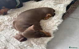 Miniature Dachshund dogs for sale: KC reg PRA clear smooth mini dachshund puppies - Image 20