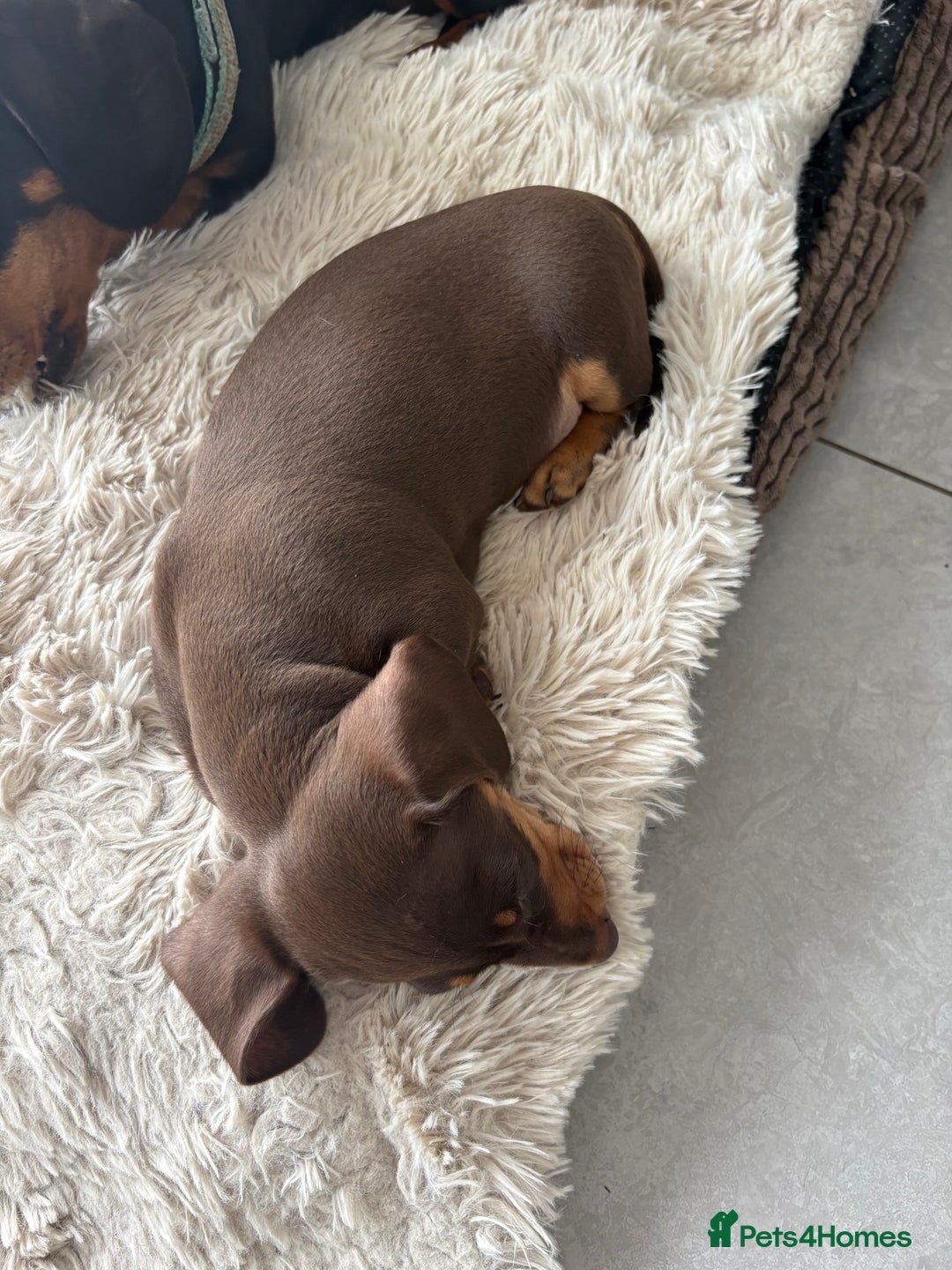 Miniature Dachshund dogs for sale: KC reg PRA clear smooth mini dachshund puppies - Image 20