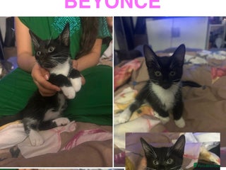 Domestic Shorthair cats 2 Adorable kitten available to be re-homed 🥰 - Advert 1