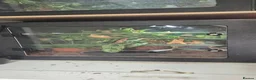 Python Snake reptiles for sale: 1 x Male & 1 x female Green Tree Python - Advert 8